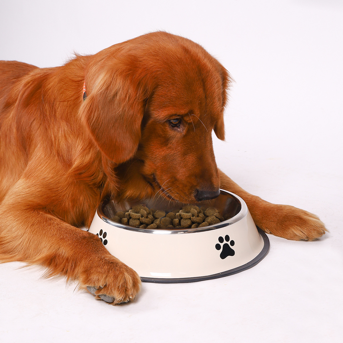 Mangkuk Makanan Hewan Pelihara - Pet Supplies Coupon ulasan dan harga